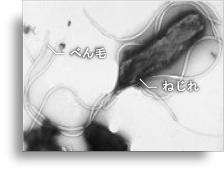 胃の中では生命力が強い